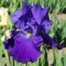Iris German Tall Bearded Feedback Fragrant Rebloomer Ben Hager 1983 Size 1 Rhizo Indoor Outdoor Gard