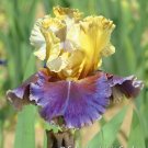 Iris Tall Bearded Rebloomer German Iris Final Episode Barry Blyth 2001 Size 1 Rh Indoor Outdoor Gard Iris Tall Bearded Rebloomer German Iris Final Episode Barry Blyth 2001 Size 1 Rh Indoor Outdoor Gard