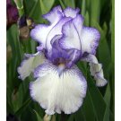 Iris German Tall Bearded Hemstitched Fragrant Rebloomer Ben Hager Size 1 Rhizome Indoor Outdoor Gard Iris German Tall Bearded Hemstitched Fragrant Rebloomer Ben Hager Size 1 Rhizome Indoor Outdoor Gard