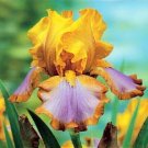 Iris German Tall Bearded Brown Lasso Niswonger 1972 Size 1 Rhizome Indoor Outdoor Garden