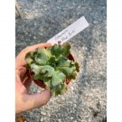 Succulent Echeveria Blue Curls 3 Inch Pot Live Plant Indoor Outdoor Garden Succulent Echeveria Blue Curls 3 Inch Pot Live Plant Indoor Outdoor Garden