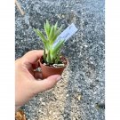 Succulent Crassula Sharks Tooth 2" Pot Live Plant Indoor Outdoor Garden
