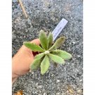 Succulent Chocolate Soldier Or Kalanchoe Tomentosa 3" Pot Live Plant Indoor Outdoor Garden