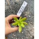 Succulent Coppertone Stonecrop Or Sedum Nussbaumerianum 2" Pot Live Plant Indoor Outdoor Garden