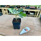 Patio Fruit Dwarf Chicago Hardy Fig Tree 4" Pot Live Plant Indoor Outdoor Garden