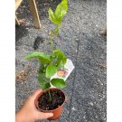 Patio Fruits Edible Passion Fruit Tree Vine 4" Pot Live Plant Indoor Outdoor Garden