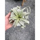 Air Plant Tillandsia Xerographica 1 Live Plant Indoor Outdoor Garden