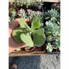 Succulent Flap Jacks Paddle Plant Or Kalanchoe Thyrsiflora 3" Pot Live Plant Indoor Outdoor Garden