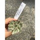 Succulent Echeveria Pulidonis 2" Pot Live Plant Indoor Outdoor Garden
