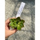 Succulent Aeonium Blushing Beauty 2" Pot Live Plant Indoor Outdoor Garden