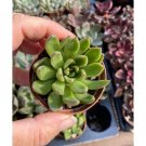 Succulent Echeveria Agavoides Lipstick 2" Pot Live Plant Indoor Outdoor Garden
