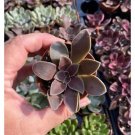 Succulent Echeveria Brown Sugar 2" Pot Live Plant Indoor Outdoor Garden