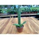 Snake Plant Sansevieria Cylindrica Or Dracaena Angolensis 3 Inch Pot Live Plant Indoor Outdoor Garde