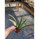 Aloe Vera Or Burn Aloe 4" Pot Live Plant Indoor Outdoor Garden