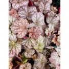 Coral Bells Or Heuchera Berry Smoothie 4" Tall Pot Live Plant Indoor Outdoor Garden