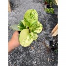 Peperomia Or Radiator Plant Marble 4 Inch Pot Live Plant Indoor Outdoor Garden Peperomia Or Radiator Plant Marble 4 Inch Pot Live Plant Indoor Outdoor Garden