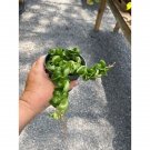 Hoya Hindu Rope Krinkle Curl Green 4 Inch Pot Live Plant Indoor Outdoor Garden Hoya Hindu Rope Krinkle Curl Green 4 Inch Pot Live Plant Indoor Outdoor Garden