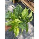Pothos Or Devils Ivy Marble Queen Variegated Plant 4" Pot Live Plant Indoor Outdoor Garden Pothos Or Devils Ivy Marble Queen Variegated Plant 4" Pot Live Plant Indoor Outdoor Garden