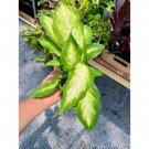 Dieffenbachia Or Dumb Cane Plant Camille 4 Inch Pot Indoor Outdoor Garden