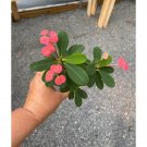 Crown Of Thorns Medium Size Dark Pink Bloom 2.5" Tall Pot Live Plant Indoor Outdoor Garden Crown Of Thorns Medium Size Dark Pink Bloom 2.5" Tall Pot Live Plant Indoor Outdoor Garden