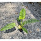 Philodendron Jungle Boogie Or Tiger Tooth 4" Tall Pot Live Plant Indoor Outdoor Garden