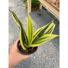 Snake Plant Or Sansevieria Gold Flame 4" Pot Live Plant Indoor Outdoor Garden Snake Plant Or Sansevieria Gold Flame 4" Pot Live Plant Indoor Outdoor Garden