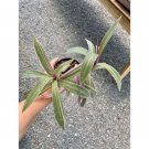 Oyster Plant Tradescantia Spathacea Moses In The Cradle 4" Pot Live Plant Indoor Outdoor Garden