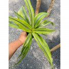 Dracaena Deremensis Or Dragon Tree Lemon Surprise 4" Pot Live Plant Indoor Outdoor Garden