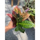 Croton Petra Or Codiaeum Variegatum Josephs Coat 4" Pot Live Plant Indoor Outdoor Garden
