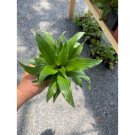 Dracaena Or Dragon Tree Janet Craig Compacta 4 Inch Tall Pot Live Plant Indoor Outdoor Garden Dracaena Or Dragon Tree Janet Craig Compacta 4 Inch Tall Pot Live Plant Indoor Outdoor Garden