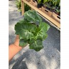 Philodendron Atom Or Thaumatophyllum Bipinnatifidum 4" Pot Live Plant Indoor Outdoor Garden