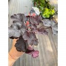 Coral Bells Or Heuchera Black Forest Cake Live Plant Indoor Outdoor Garden