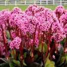 Pigsqueak Or Bergenia Spring Fling 4" Pot Live Plant Indoor Outdoor Garden