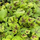 Foamy Bells Or Heucherella Stoplight Green And Red Live Plant Indoor Outdoor Garden Foamy Bells Or Heucherella Stoplight Green And Red Live Plant Indoor Outdoor Garden