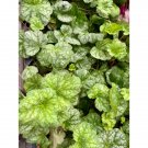 Coral Bells Or Heuchera Dale’S Strain Live Plant Indoor Outdoor Garden