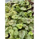 Coral Bells Or Heuchera Green Spice 2.5" Tall Pot Live Plant Indoor Outdoor Garden Coral Bells Or Heuchera Green Spice 2.5" Tall Pot Live Plant Indoor Outdoor Garden