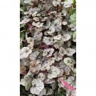 Coral Bells Or Heuchera Silver Scrolls Live Plant Indoor Outdoor Garden Coral Bells Or Heuchera Silver Scrolls Live Plant Indoor Outdoor Garden