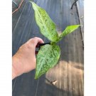 Dieffenbachia Or Dumb Cane Plant Reflector 4 Inch Pot Live Plant Indoor Outdoor Garden