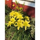 Daylily Or Hemerocallis Hyperion Tall Yellow One Live Plant Fan Indoor Outdoor Garden