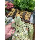 Air Plant Shirley Temple Or Linguine Tillandsia Streptophylla 1 Live Plant Indoor Outdoor Garden