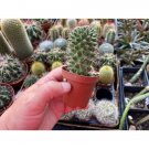 Cactus Toluca Or Mammillaria Polythele 3" Pot Live Plant Indoor Outdoor Garden Cactus Toluca Or Mammillaria Polythele 3" Pot Live Plant Indoor Outdoor Garden