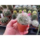 Cactus Powder Puff Or Mammillaria Bocasana 3" Pot Live Plant Indoor Outdoor Garden