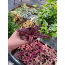 Earth Star Bromeliad Or Cryptanthus Bivittatus Fire Mystic Red 3" Pot Live Plant Indoor Outdoor Gard Earth Star Bromeliad Or Cryptanthus Bivittatus Fire Mystic Red 3" Pot Live Plant Indoor Outdoor Gard