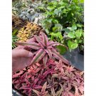 Earth Star Bromeliad Or Cryptanthus Bivittatus Pink Starlite 3" Pot Live Plant Indoor Outdoor Garden Earth Star Bromeliad Or Cryptanthus Bivittatus Pink Starlite 3" Pot Live Plant Indoor Outdoor Garden
