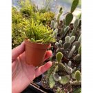 Cactus Mistletoe Drunkards Dream Cactus Spice Cactus Or Rhipsalis 2" Pot Indoor Outdoor Garden