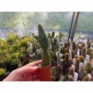 Cactus Prickly Pear Or Opuntia Macroacantha 2" Pot Live Plant Indoor Outdoor Garden