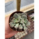 Succulent Concrete Leaf Titanopsis Calcarea Or Living Stone Jewel Plant 2" Pot Indoor Outdoor Garden