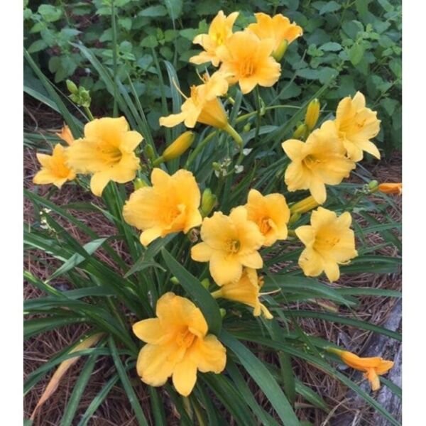 Daylily Stella D Oro 3 Bare Root Plants Or Fans Indoor Outdoor Garden