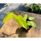 Philodendron Bipennifolium Golden Violin 4 Inch Tall Pot Live Plant Indoor Outdoor Garden Philodendron Bipennifolium Golden Violin 4 Inch Tall Pot Live Plant Indoor Outdoor Garden