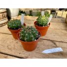Cactus Mammillaria Polythele 4" Pot Live Plant Indoor Outdoor Garden